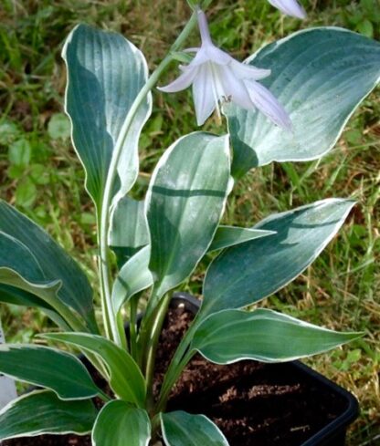 Venetian Skies Hosta