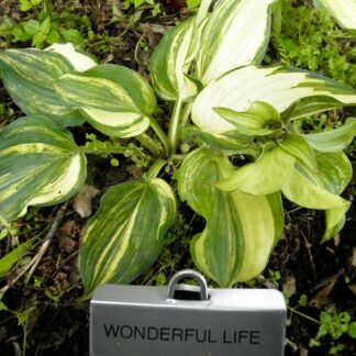 Wonderful Life Hosta