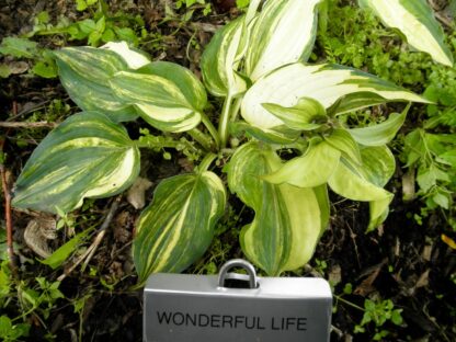 Wonderful Life Hosta