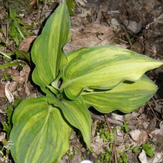 25 Wonderful Life O.P. Hosta Seeds
