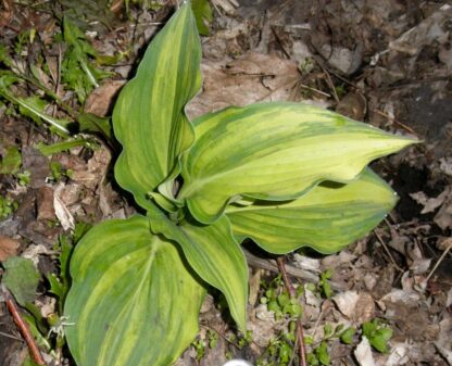 Wonderful Life Hosta - Image 2