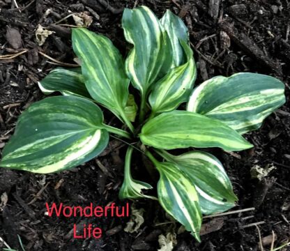 Wonderful Life Hosta - Image 3