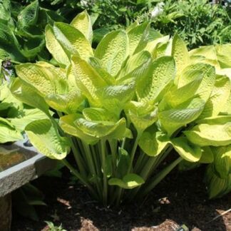 World Cup Hosta