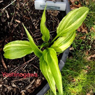 Yoshinogawa Hosta