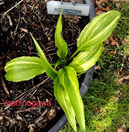 Yoshinogawa Hosta