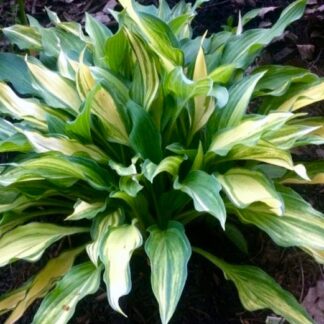 Zig Zag Hosta