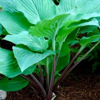 Florence Nightingale Hosta