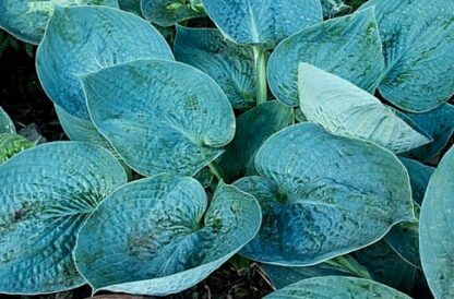 Beer Belly Blues Hosta