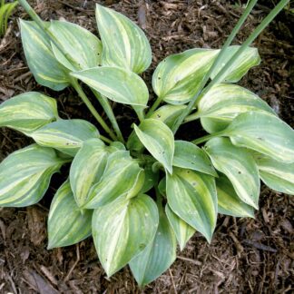 Blue Belle Gala Hosta