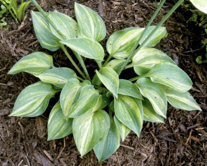Blue Belle Gala Hosta