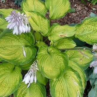 California Goldrush Hosta