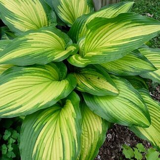 First Love Hosta | Hostas-Store