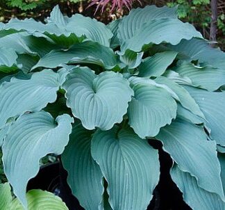 Fleet Week Hosta