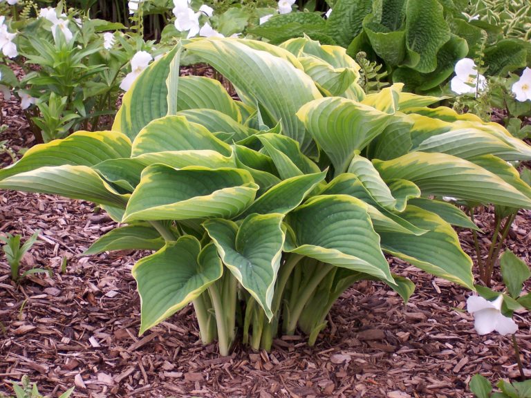 Gabriels Wing Hosta Hostas Store