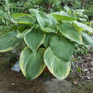 Great White Whale Hosta
