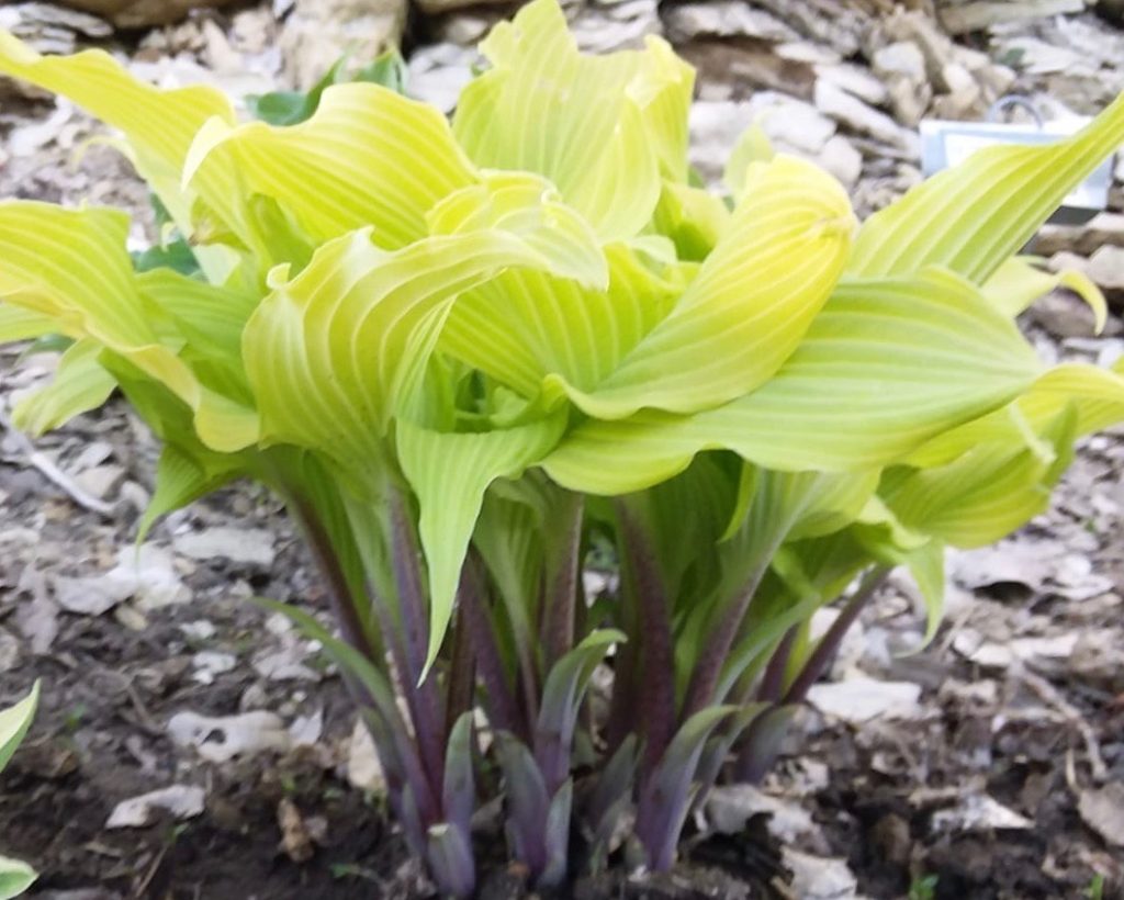 Green Lava Hosta HostasStore