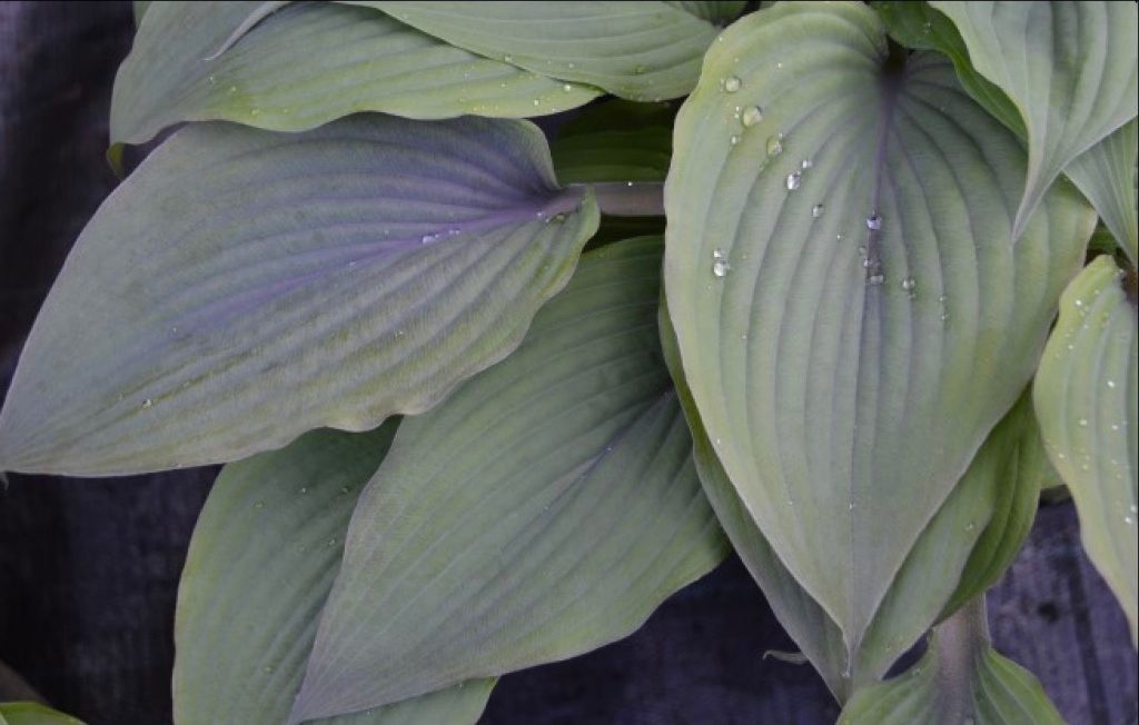 Holar Mystic Purple Hosta HostasStore