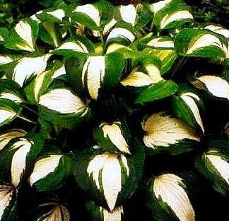 Lakeside Meter Maid Hosta