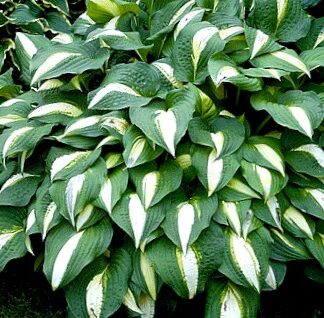 Lakeside Spellbinder Hosta