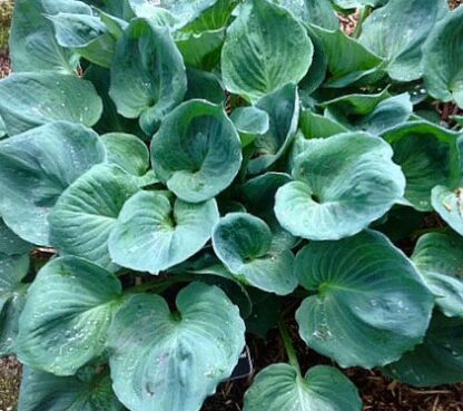 Old Cardboard Boxes Hosta