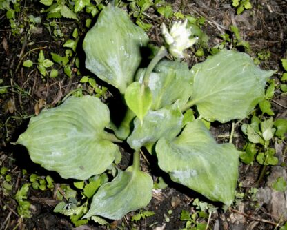 Old Cardboard Boxes Hosta - Image 2