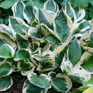 Olympic Galcier Hosta