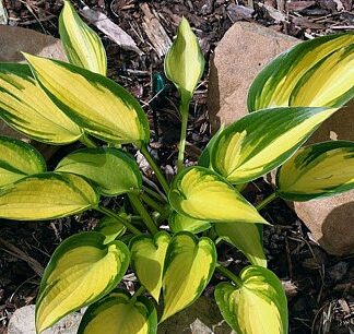 Orange Star Hosta