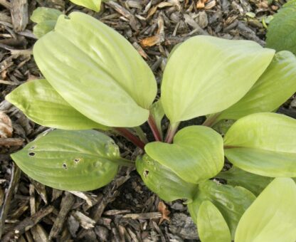 Owen's Outrage Hosta - Image 2