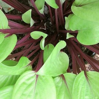 Owen's Outrage Hosta