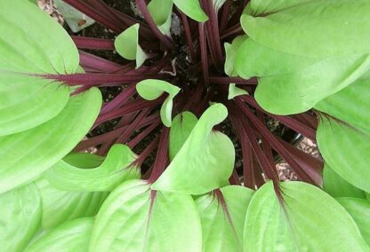 Owen's Outrage Hosta