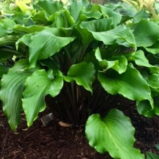 Peppermint Twist Hosta