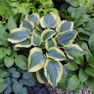 The Mighty Quinn Hosta