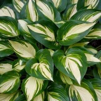 Hearts on Fire Hosta