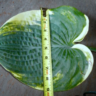 25 Rotini O.P. seeds