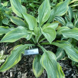 Sir Prize Hosta