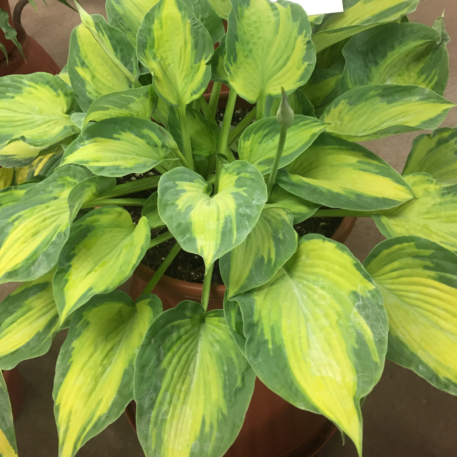 HostasStore Hosta Plants Shipped To Your Door