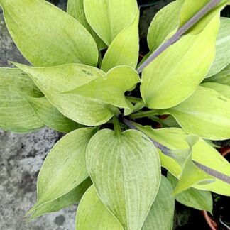 25 Tasmanian Toad Hosta Seeds O.P. (green flecks)