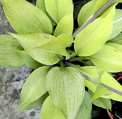 25 Tasmanian Toad Hosta Seeds O.P. (green flecks)