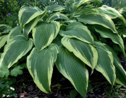 Antioch Hosta