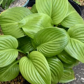 Aphrodite Hosta