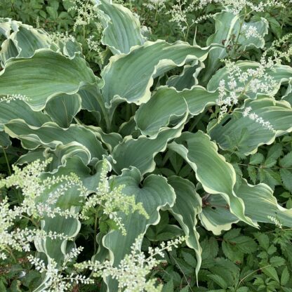 Dancing in the Moonlight Hosta - Image 2