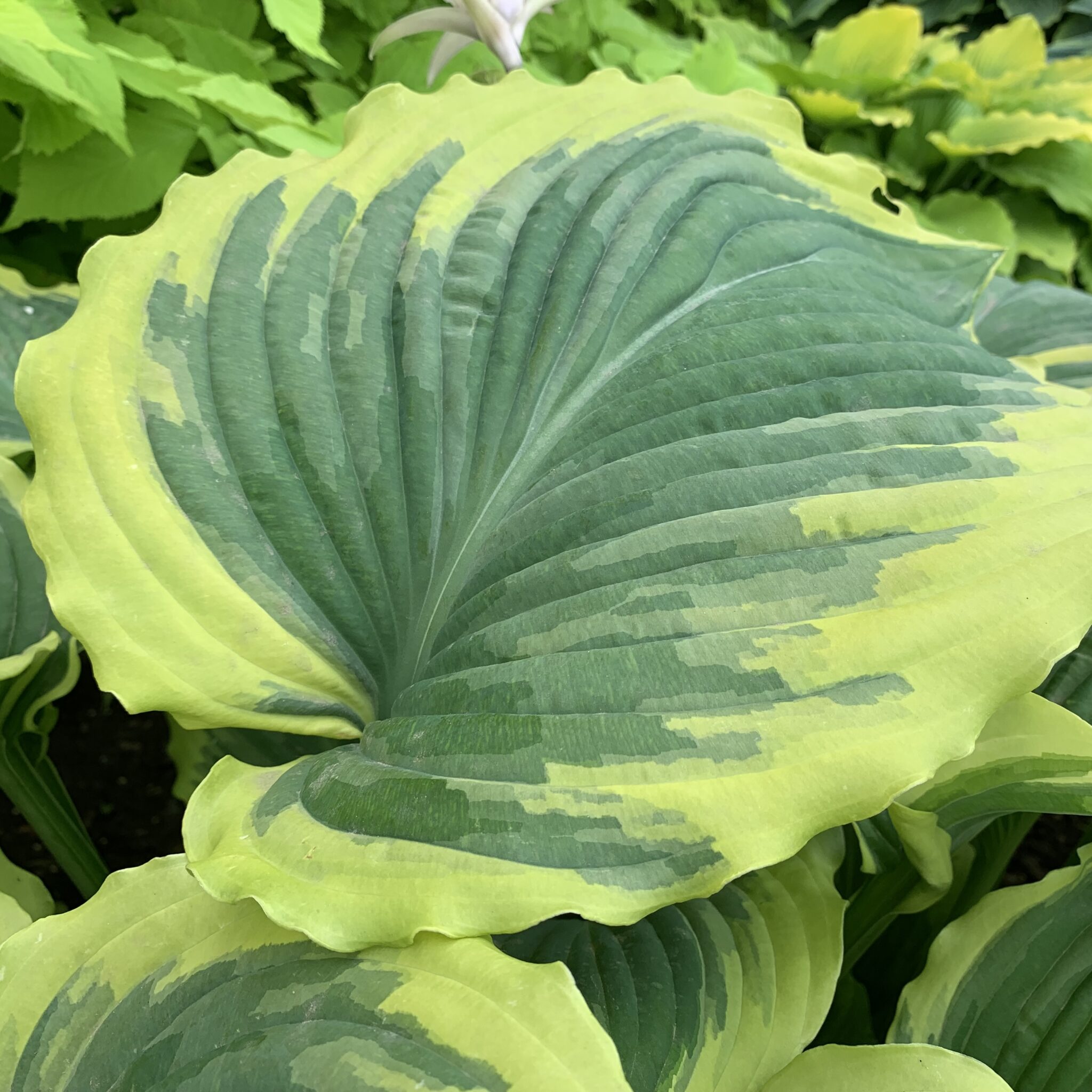 Dropdead Hosta PPAF HostasStore