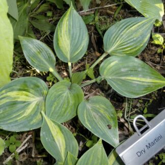 Dry Martini Hosta