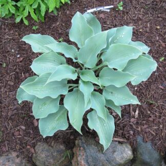 Flemish Sky Hosta