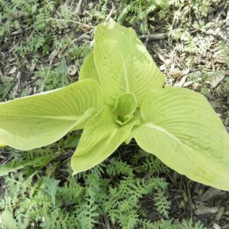 Ghost Hosta