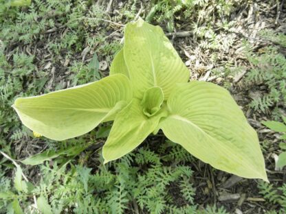 Ghost Hosta