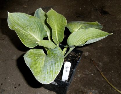 Ghost Hosta - Image 3