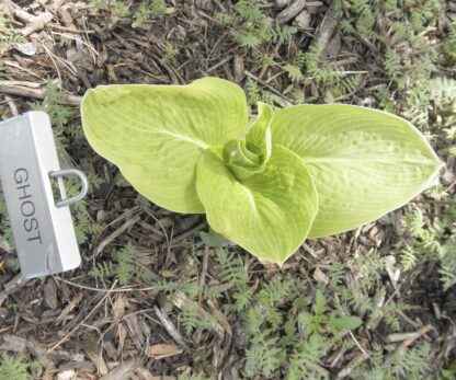 Ghost Hosta - Image 2