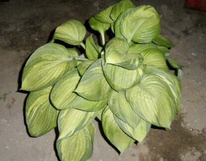 Guardian Spirit Hosta O.S. (Very Rare) (Single eye division being sold) - Image 3