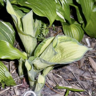 Guardian Spirit Hosta O.S. (Very Rare) (Single eye division being sold)